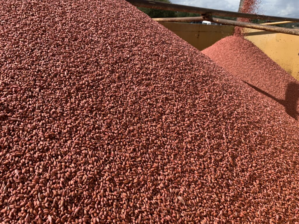 Triage et traitement blé 70%